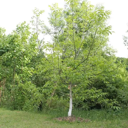 Nadia's Дом отдыха Илиджа